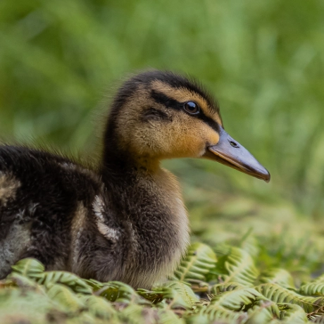 Little duck photo